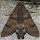 1984 Humming-bird Hawk-moth